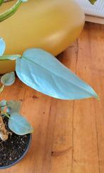 Grote Philodendron Hastatum., Ophalen, Overige soorten, Minder dan 100 cm