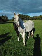 Lieve blauw  bonte schimmel merrie, Dieren en Toebehoren, Merrie, Recreatiepaard
