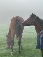 Super leuke Welsh merrie 1.21, Dieren en Toebehoren, Paarden, Minder dan 160 cm, 11 jaar of ouder, Recreatiepaard, Merrie