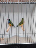 Gouldamadine, Dieren en Toebehoren, Meerdere dieren, Tropenvogel