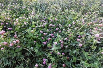 Salade buffet hooi bio in balen plastic beschikbaar voor biedingen