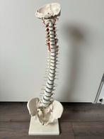 Anatomische wervelkolom met bekken te koop, Ophalen, Zo goed als nieuw, Meerdere media, Overige typen