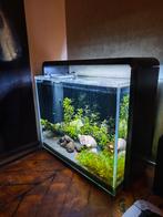 Superfish Home 45 aquarium –  cpo kreeftjes, Dieren en Toebehoren, Vissen | Aquaria en Toebehoren, Ophalen, Zo goed als nieuw