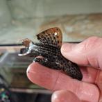 L025 Pseudacanthicus Pirarara Pleco L nummer, Vis