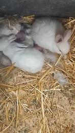 Konijn, Dieren en Toebehoren, Konijnen, Vrouwelijk, Klein, Hangoor, 0 tot 2 jaar