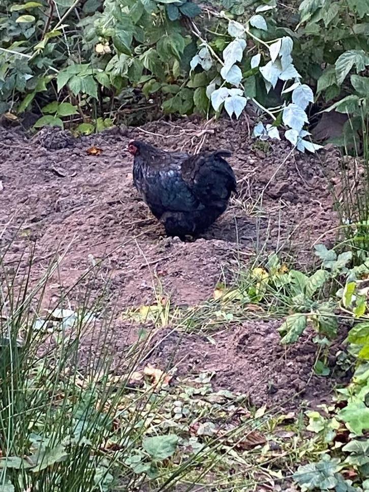 2 bijna volwassen hennen orpington cochin, Dieren en Toebehoren, Pluimvee, Kip, Vrouwelijk