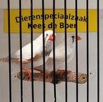 Koppel zebravinken maskerbruin, Meerdere dieren, Tropenvogel