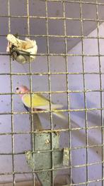 Bourke, Meerdere dieren, Parkiet