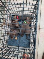 JackRussel pups te koop, Dieren en Toebehoren, Rabiës (hondsdolheid), Jack Russell Terriër, 8 tot 15 weken, Meerdere