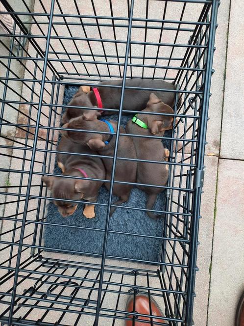 JackRussel pups te koop, Dieren en Toebehoren, Honden | Jack Russells en Terriërs, Meerdere dieren, Jack Russell Terriër, Particulier