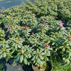 Rhododendron Roseum Elegans maat 50-60 10 Liter pot, Tuin en Terras, Planten | Tuinplanten, Ophalen of Verzenden, Overige soorten
