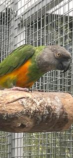 Bonte boer man, Dieren en Toebehoren, Vogels | Parkieten en Papegaaien