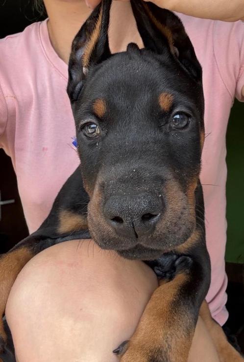 Dobermann Pups Puppies, Dieren en Toebehoren, Honden | Bulldogs, Pinschers en Molossers, Meerdere dieren, Overige rassen, Fokker | Professioneel