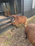 schaap, Mannelijk, Schaap