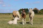 Verkoop Paint Horses, E pony (1.48m - 1.57m), Gechipt, Niet van toepassing, 0 tot 2 jaar