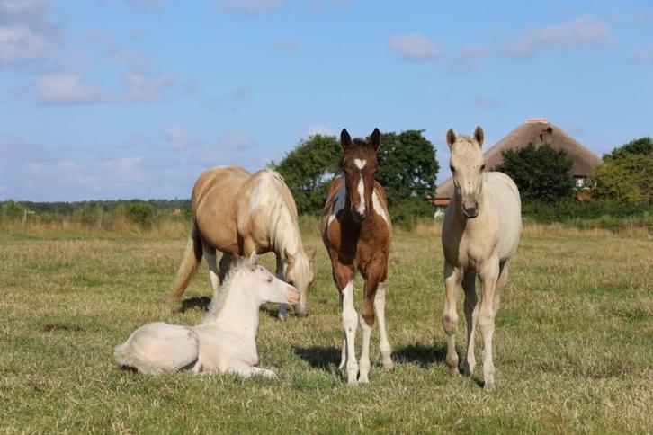 Verkoop Paint Horses, Dieren en Toebehoren, Pony's, Meerdere dieren, Niet van toepassing, E pony (1.48m - 1.57m), Westernpony