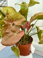 Syngonium Pink Diamond P12, Huis en Inrichting, Kamerplanten, Ophalen of Verzenden, Overige soorten, Minder dan 100 cm