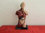 Anatomisch model torso 26cm hoog, Ophalen of Verzenden, Zo goed als nieuw