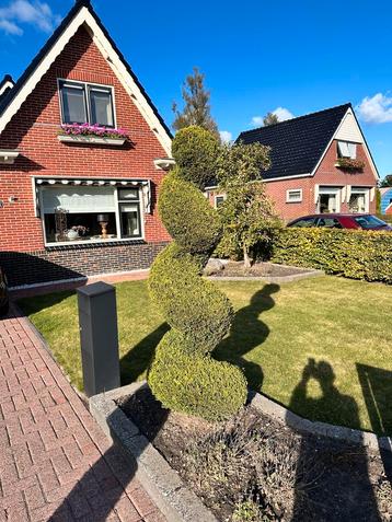 Spiraal Conifeer beschikbaar voor biedingen