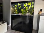 Compleet Sublime aquarium 120x50cm – inclusief ALLES, Dieren en Toebehoren, Ophalen, Zo goed als nieuw, Gevuld zoetwateraquarium