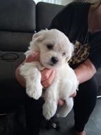 Te koop Boomer Pup, Dieren en Toebehoren, Honden | Niet-rashonden, Teef, Eén hond, Klein, Nederland