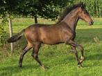 PRE hengst veulen, Niet van toepassing, Dressuurpaard, 0 tot 2 jaar, Hengst