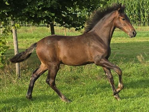 PRE hengst veulen, Dieren en Toebehoren, Paarden, Hengst, Niet van toepassing, 165 tot 170 cm, 0 tot 2 jaar, Dressuurpaard, Met stamboom