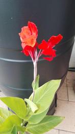 Donker Rode Canna, Tuin en Terras, Planten | Tuinplanten, Volle zon, Vaste plant, Zomer, Ophalen