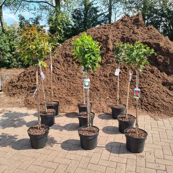 Camelia op stam | Camellia  beschikbaar voor biedingen
