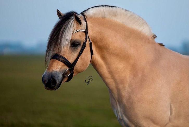 Voor het leven goedgekeurde fjorden dekhengst, Dieren en Toebehoren, Paarden en Pony's | Dekhengsten en Fokmerries, Hengst