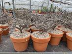 Caudex Monsonia Camdeboensis (kaarsstruik) Zuid Afrika Pot13, Huis en Inrichting, Kamerplanten, Overige soorten, Minder dan 100 cm