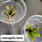 Neoregelia's voor in het terrarium, Huis en Inrichting, Kamerplanten, Ophalen of Verzenden, Halfschaduw, Minder dan 100 cm