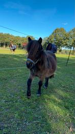 Shetlander hengst met papieren, Dieren en Toebehoren, Gechipt, 0 tot 2 jaar, Hengst, A pony (tot 1.17m)