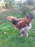 Brahma haantje mei 2025, Dieren en Toebehoren, Pluimvee, Mannelijk, Kip