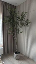 Olijfboom, Ophalen of Verzenden, Overige soorten, Volle zon