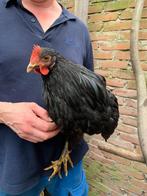 Jonge zwarte Orpington hanen groot, Dieren en Toebehoren, Pluimvee, Mannelijk, Kip