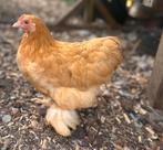 Cochin krielen (ophalen in Brecht Belgie), Dieren en Toebehoren, Pluimvee, Meerdere dieren, Kip