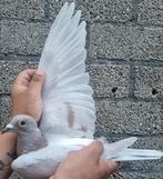 Postduif Dochter "Broer Rambo"/Zus 1e NPO., Dieren en Toebehoren, Vogels | Duiven, Meerdere dieren, Postduif