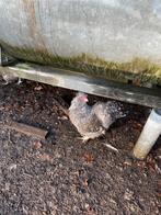 Zijdehoen haantjes kriel koekoek kleur, Mannelijk, Kip