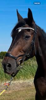 Anatomisch hoofdstel full, Dieren en Toebehoren, Paarden en Pony's | Hoofdstellen en Tuigage, Ophalen of Verzenden, Gebruikt, Recreatie