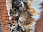Kitten, Dieren en Toebehoren