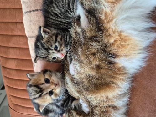 Kitten, Dieren en Toebehoren, Katten en Kittens | Raskatten | Langhaar