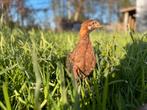 Welsumer kuikens groot, Dieren en Toebehoren, Pluimvee, Meerdere dieren, Kip