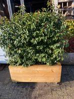 Plantenbak op maat met Portugese  laurier 115x50x150 hoog, Nieuw, Ophalen of Verzenden, Balkon, 60 cm of meer