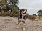 Lieve sociale erfhond, Dieren en Toebehoren, 1 tot 2 jaar, Teef, Groot, Eén hond