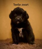 Golden retriever x australian shepherd puppy’s, Dieren en Toebehoren, Honden | Niet-rashonden, 8 tot 15 weken, Groot, Meerdere