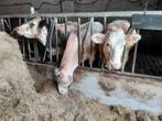 3 super dikbil pinken, Meerdere dieren