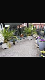 Palmplanten, Tuin en Terras, Planten | Bomen, 100 tot 250 cm, Palmboom, Ophalen, Volle zon