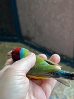 Bichenowastrilde (2024) en Gouldamadine (2019), Dieren en Toebehoren, Mannelijk, Tropenvogel, Geringd