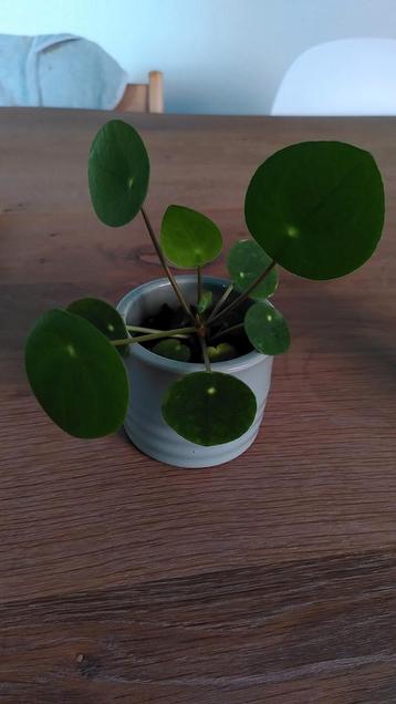 Stekjes pannenkoeken plantjes  beschikbaar voor biedingen